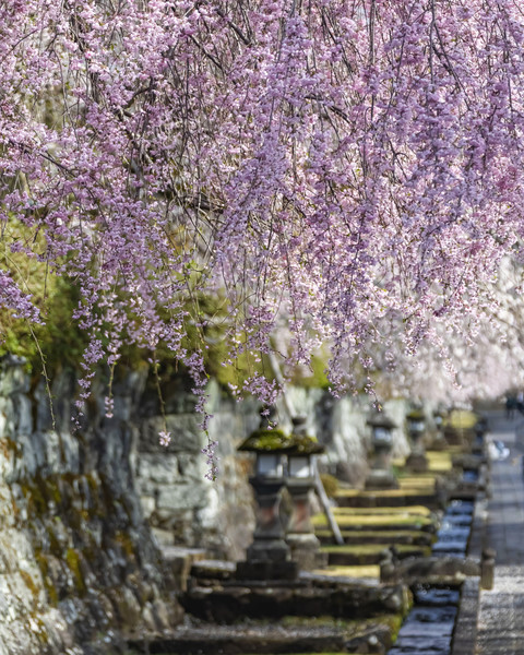 静岡県富士宮市　大石寺