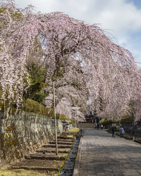 静岡県富士宮市　大石寺