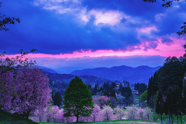 長野県小川村番所の桜