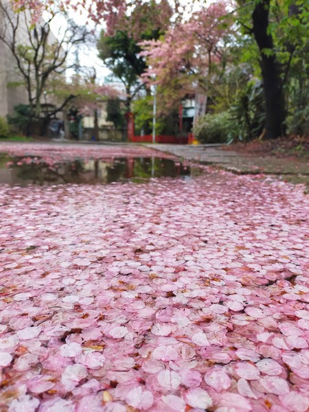 東京都豊島区 子安稲荷神社