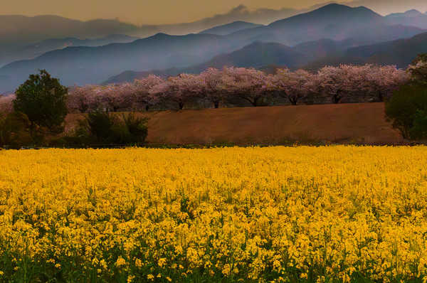 Timeline 0811ba8c92d2416602fdecb988526db1@2x