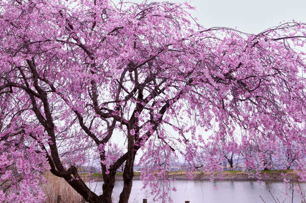 Timeline 45de0ccaf2efb134e415ff7f43a94b4c@2x